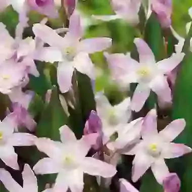 Forbesii Pink Giant